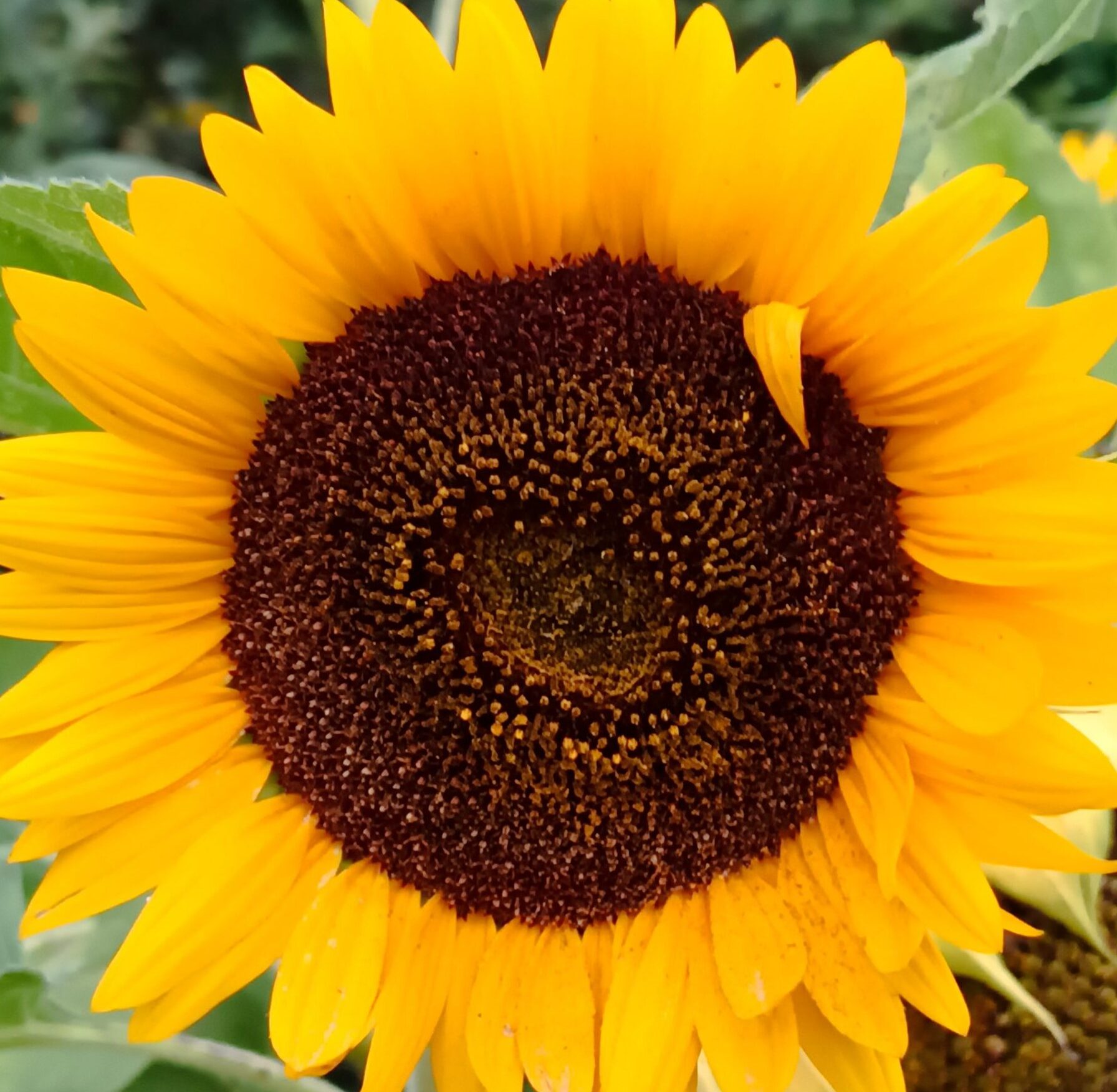 Der Garten als Kraftquelle